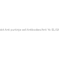Rabbit Anti purkinje cell Antibodies/Anti Yo ELISA kit